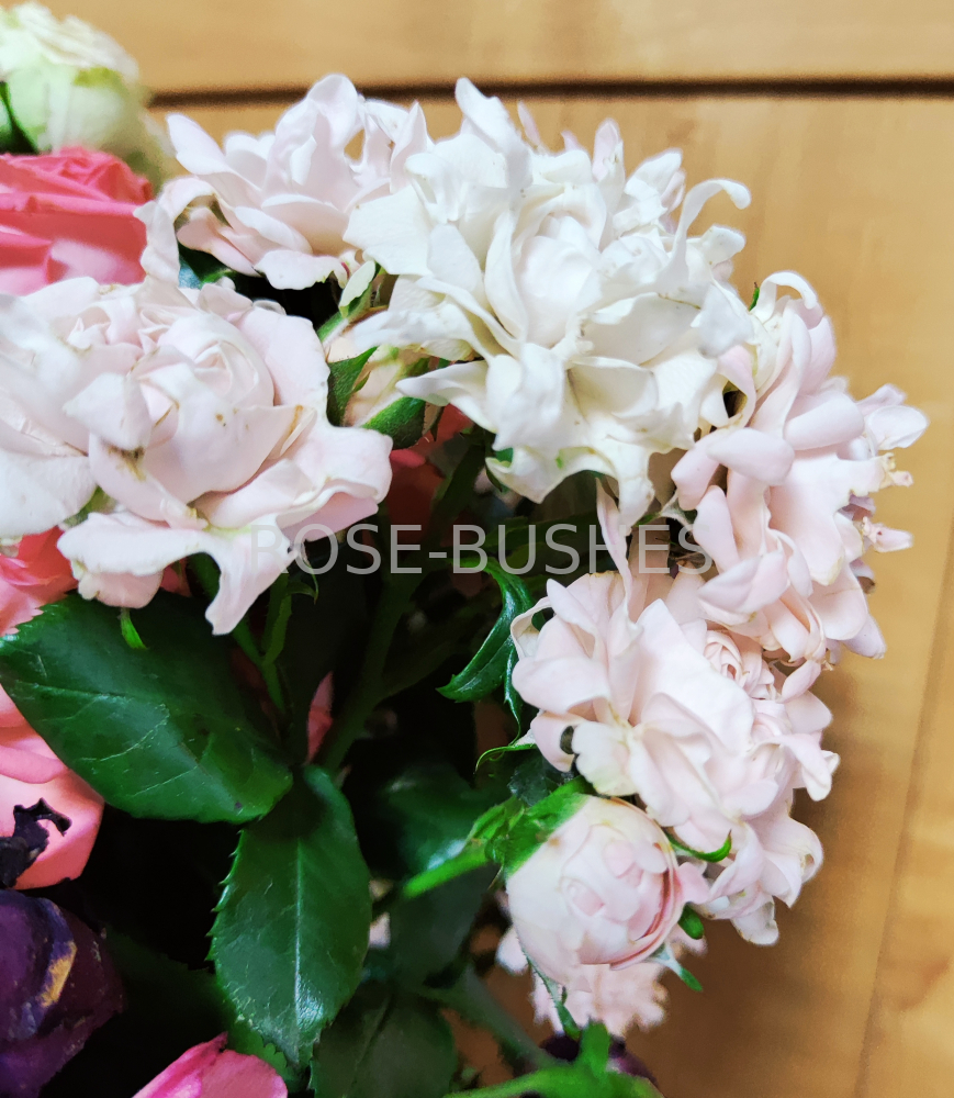 ���� ������. Sweet Ruffles. (�����, ����.) 